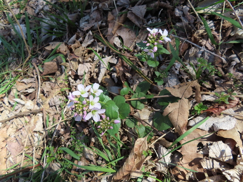 Cardamine douglassii (Purple Cress) (alternate view 2)