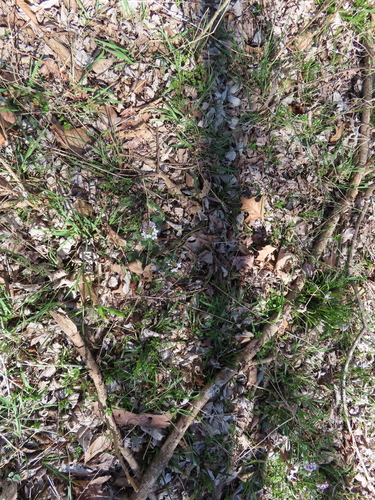 Cardamine douglassii (Purple Cress) (alternate view 3)