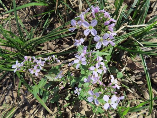 Cardamine douglassii (Purple Cress) (alternate view 4)