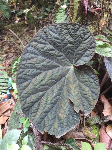 Begonia longiciliata (Begonia Longiciliata)