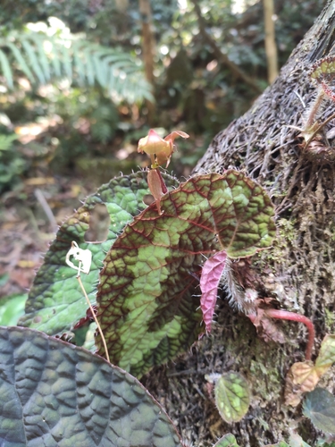 Begonia longiciliata (Begonia Longiciliata) (alternate view 2)