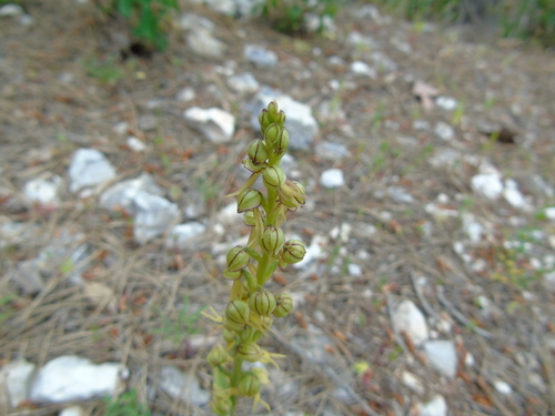 Orchis anthropophora (Man Orchid) (alternate view 2)