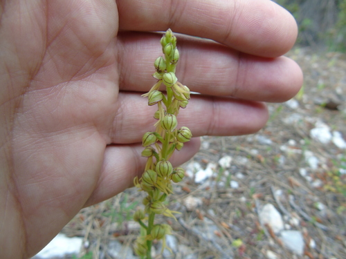 Orchis anthropophora (Man Orchid) (alternate view 3)