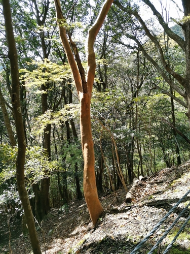 Stewartia monadelpha (tall stewartia) (alternate view 3)