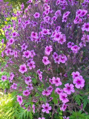 Geranium maderense (alternate view 5)