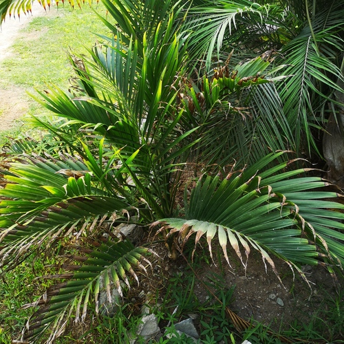 Chamaedorea cataractarum (Cat Palm)