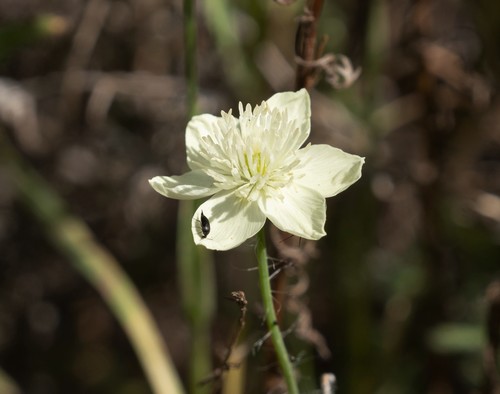 Platystemon californicus (creamcups) (alternate view 9)