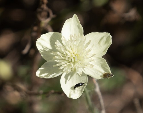 Platystemon californicus (creamcups) (alternate view 8)