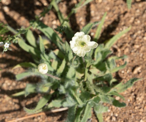 Platystemon californicus (creamcups) (alternate view 10)