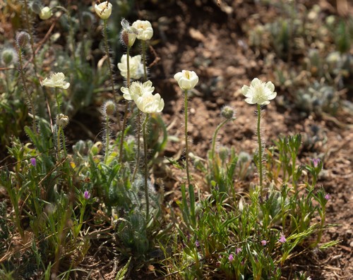 Platystemon californicus (creamcups) (alternate view 6)