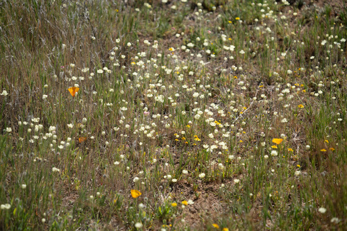 Platystemon californicus (creamcups) (alternate view 7)