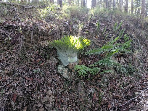Platycerium superbum (Stag Horn Fern)