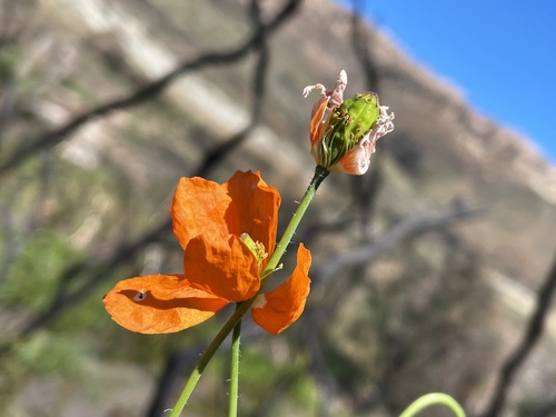 Papaver (Poppies) (alternate view 10)