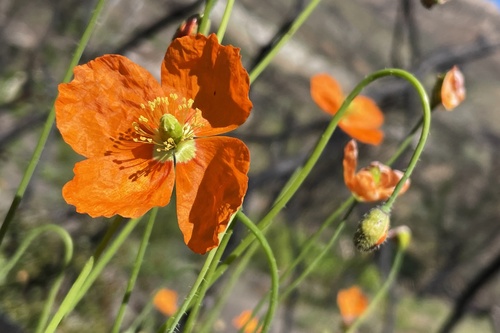 Papaver (Poppies) (alternate view 9)