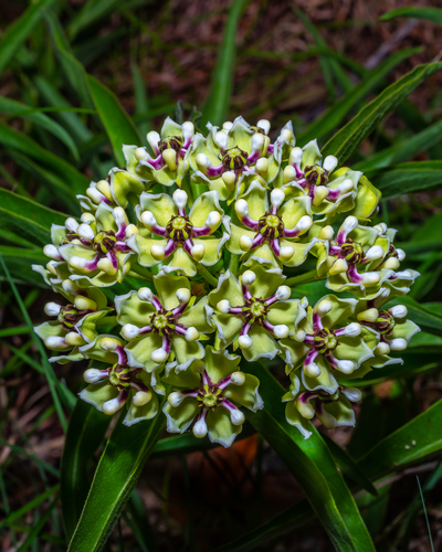 Asclepias asperula (Antelopehorn Milkweed)