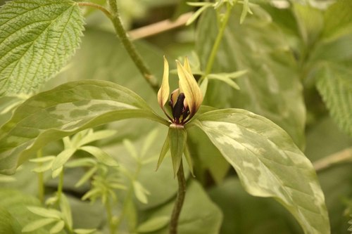 Trillium recurvatum (Prairie Trillium)