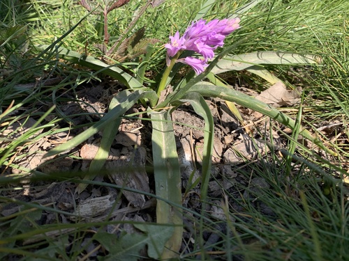 Hyacinthoides × massartiana (Hybrid bluebell) (alternate view 11)