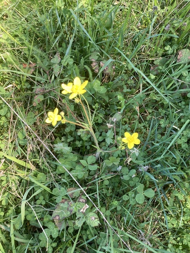 Ranunculus occidentalis (Western Buttercup)