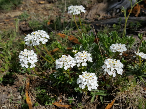 Iberis sempervirens (candytuft)