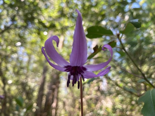 Erythronium hendersonii (Fawn Lily) (alternate view 5)