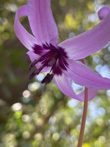 Erythronium hendersonii (Fawn Lily) (alternate view 6)