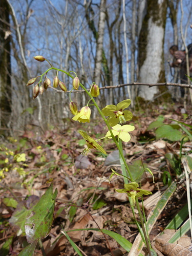 Epimedium pinnatum ssp. colchicum (epimedium-pinnatum-ssp-colchicum) (alternate view 3)