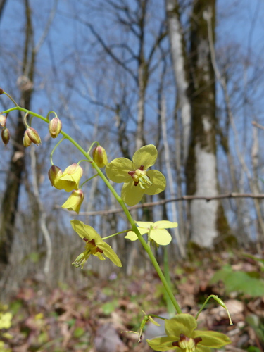 Epimedium pinnatum ssp. colchicum (epimedium-pinnatum-ssp-colchicum) (alternate view 4)