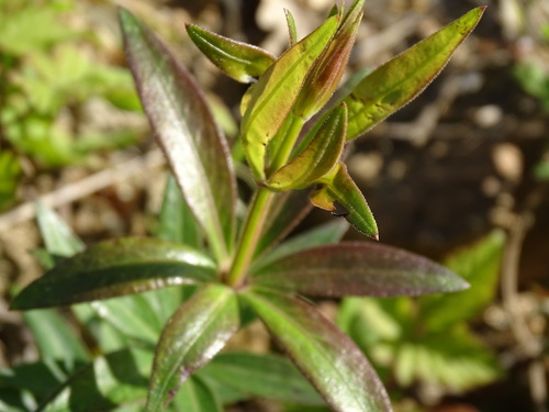 Rubia peregrina (Wild Madder)