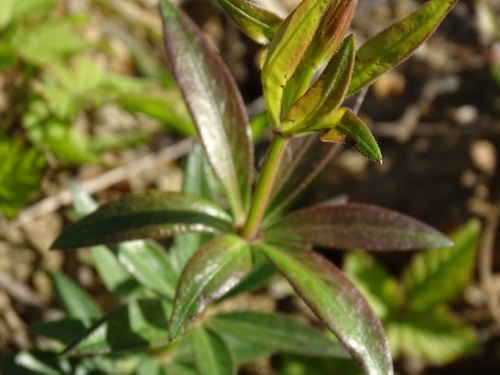 Rubia peregrina (Wild Madder)