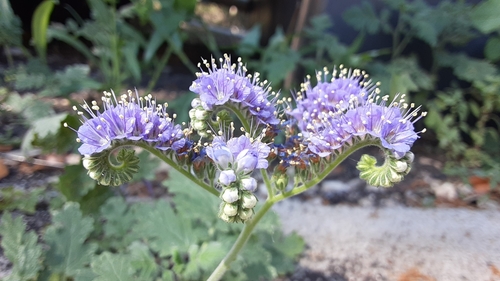 Phacelia congesta (Blue Curls)