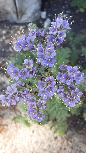 Phacelia congesta (Blue Curls) (alternate view 2)