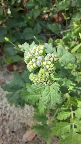 Phacelia congesta (Blue Curls) (alternate view 3)