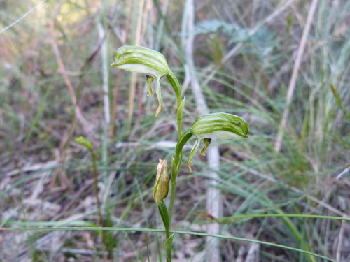 Pterostylis melagramma (tall greenhood) (alternate view 9)