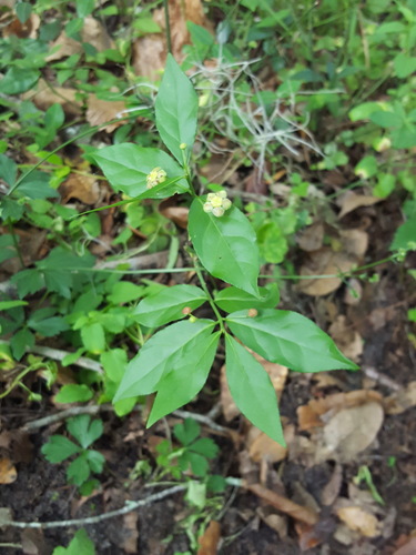 Euonymus americanus (strawberry bush)