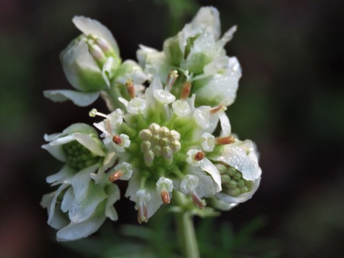 Hymenopappus scabiosaeus (Carolina Woollywhite)