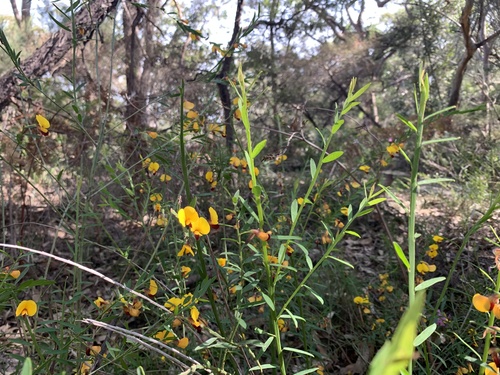 Bossiaea heterophylla (Variable Bossiaea)