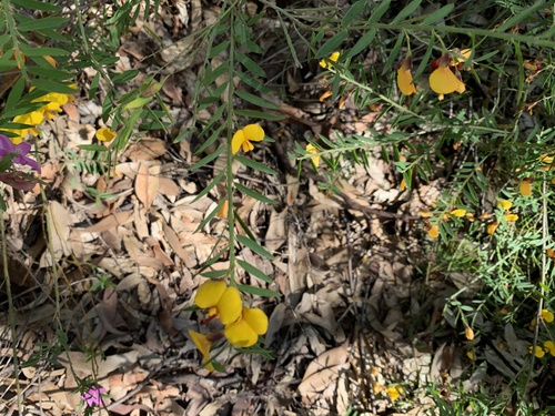 Bossiaea heterophylla (Variable Bossiaea) (alternate view 2)