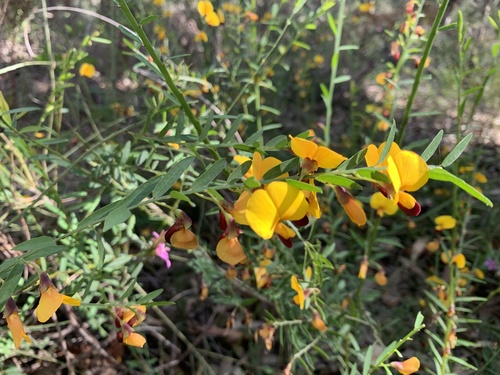 Bossiaea heterophylla (Variable Bossiaea) (alternate view 3)