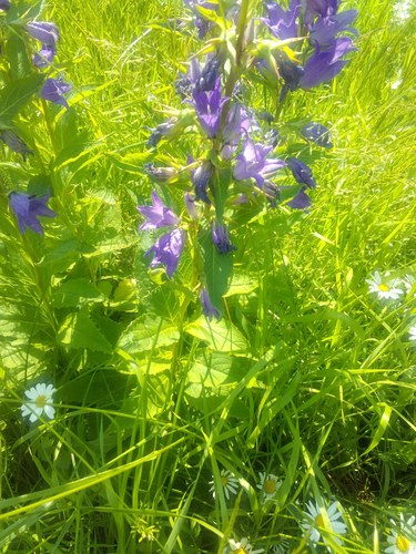 Campanula latifolia (Giant Bellflower)
