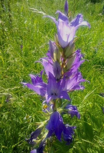 Campanula latifolia (Giant Bellflower)