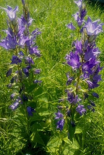 Campanula latifolia (Giant Bellflower)