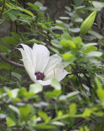 Clematis patens (spreading clematis)