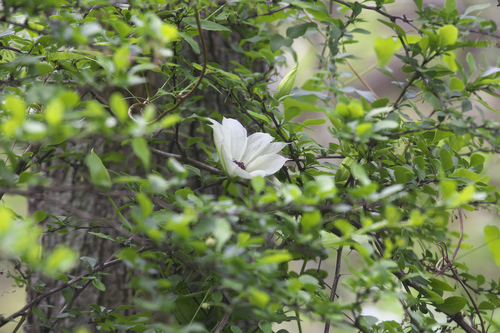 Clematis patens (spreading clematis) (alternate view 2)