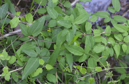 Clematis patens (spreading clematis) (alternate view 4)