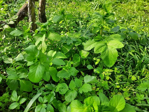 Smyrnium perfoliatum (perfoliate alexanders) (alternate view 5)