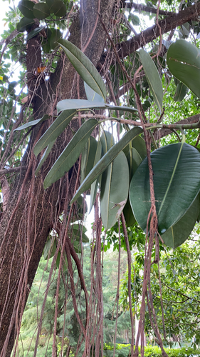 Ficus elastica (Rubber Plant) (alternate view 7)