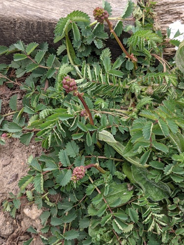 Sanguisorba minor (Salad Burnet)