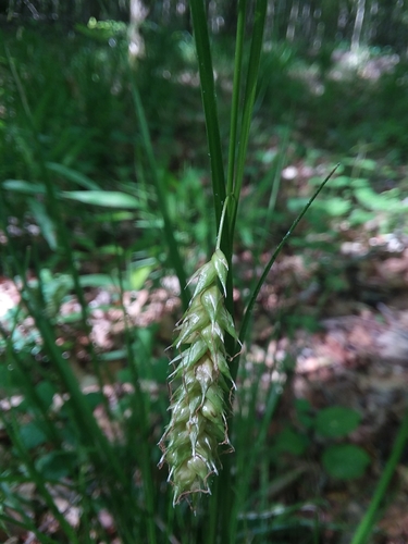 Carex cherokeensis (Cherokee Sedge)