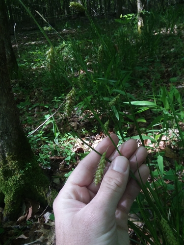 Carex cherokeensis (Cherokee Sedge)
