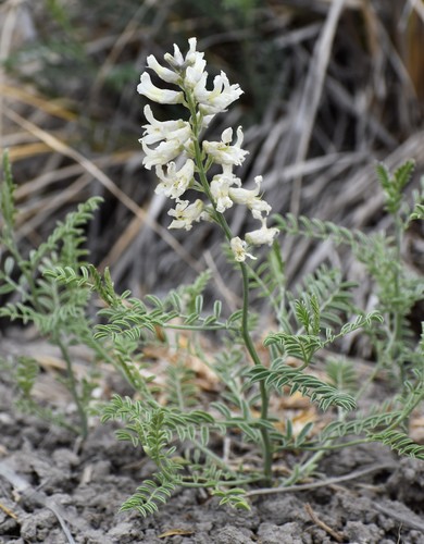 Sophora (Necklacepods) (alternate view 4)